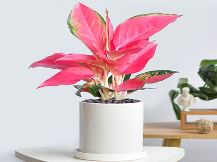 綠植租賃